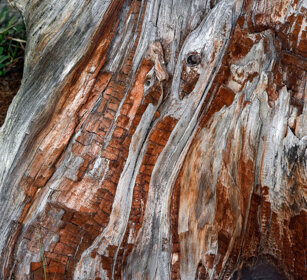 ceppo di conifera, conifer stump