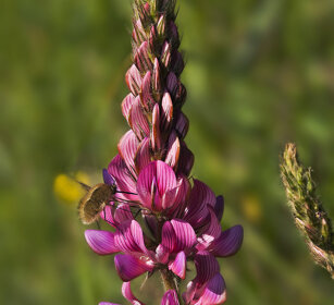 Lupinella (Onobrychis viciifolia), Saintfoin 