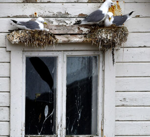Gabbiani, Kittiwakes Norvegia, Norway, Varanger