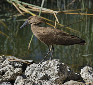 Umbretta lago Zway, lake Zway
