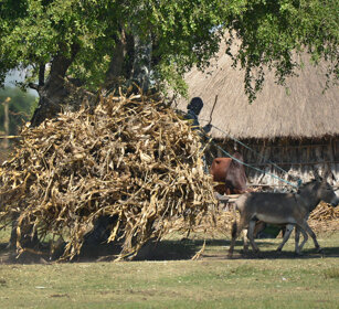 villaggio di pescatori Sidama, Sidama village lago Zway, lake Zway