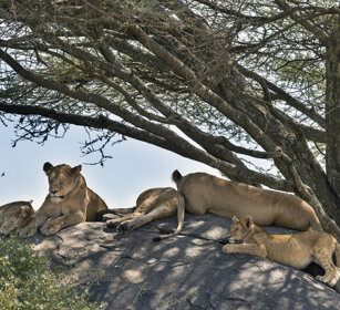 Leoni (Panthera leo), Lions parco nazionale del Serengeti, Serengeti NP