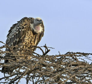 Grifone di Ruppell (Gyps rueppellii) Ruppell's Vulture, Serengeti NP