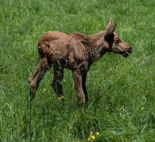 Alce juv. (Alces alces), juvenile Elk Bayerischerwald, Germania, Germany