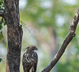 Aquila crestata (Spizaetus cirrhatus) Changeable Hawk Eagle, Nagarhole NP, Karnataka