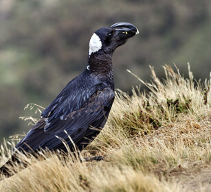 Corvo d'Abissinia (Corvus crassirostris) Thick-billed Raven