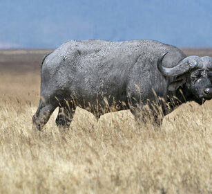 Bufalo africano (Syncerus caffer), African Buffalo parco nazionale del Serengeti, Serengeti NP