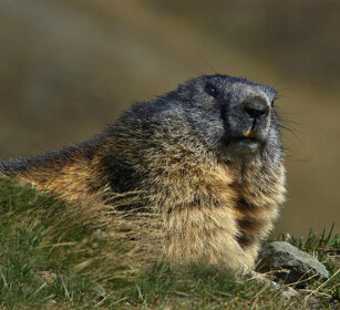 Marmotta (Marmota marmota), Alpine Marmot Nivolet, Piemonte, Piedmont