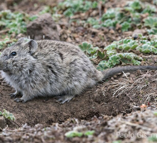 Arvicola dei prati (Arvicanthis blicki) Blicks Grass-rat, Sanetti plateau