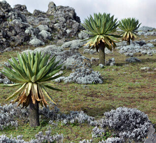 Lobelie giganti, giant lobelias Sanetti plateau