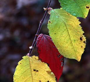 Foglie, leaves Cantalupa (To), Piemonte