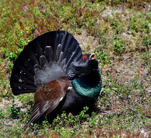 Gallo cedrone, Capercaillie Finlandia, Finland Gallo cedrone, Capercaillie Finlandia, Finland