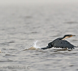 Cormorano (Phalacrocorax africanus) Long-tailed Cormorant, lago Zway, lake Zway