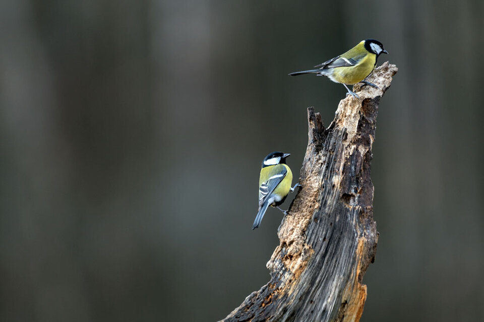 b03e921a-1851-414b-980f-8a8b710dab68