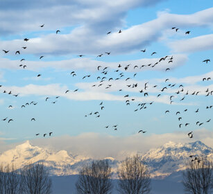 Anatre, Ducks Racconigi (Cn)