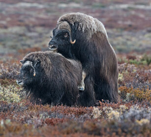 Buoi muschiati (Ovibos moschatus), Muskoxen parco nazionale di Dovrefjell, Dovrefjell NP