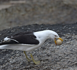Gabbiano con uovo di Pinguino appena predato Seagull with a Penguin's egg just stolen, Boulders Beach