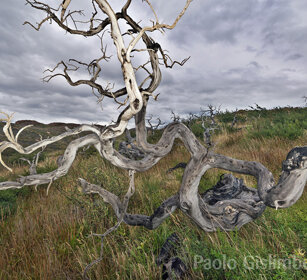 Faggio australe (Nothofagus sp.) PN Torres del Paine, Cile