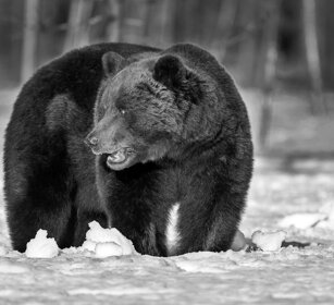 Orso bruno, Brown Bear Finlandia, Finland