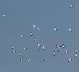 Pellicani (Pelecanus onocrotalus) White Pelicans Pellicani (Pelecanus onocrotalus) White Pelicans
