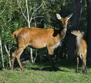 Cerva e cerbiatto, Red Deer with its cub Valle d'Aosta, Aosta Valley