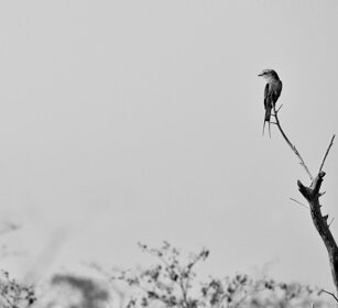 Ghiandaia marina pettolilla (Coracias caudatus) Lilac-breasted Roller, PN Kruger, Kruger NP