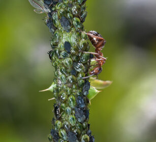 Formiche rosse (Formica rufa) e Afidi, Red Ants 