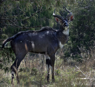 maschio di Nyala di montagna, Tragelaphus buxtoni male Mountain Nyala, Dinsho forest