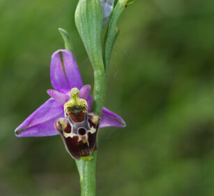 Fior Bombo (Ophrys fuciflora), Late Spider-orchid
