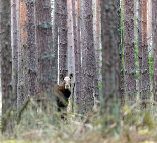 Alce (Alces alces), Elk Polonia, Poland