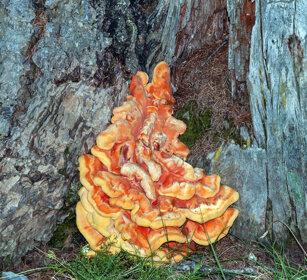 Poliporo marginato (Fomitopsis pinicola) Red-belted Bracket