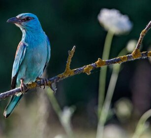 Ghiandaia marina (Coracias garrulus) Roller Ghiandaia marina (Coracias garrulus) Roller
