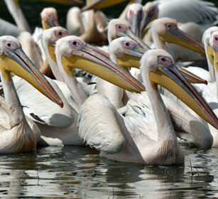 Pellicani (Pelecanus onocrotalus) lago Zway, lake Zway