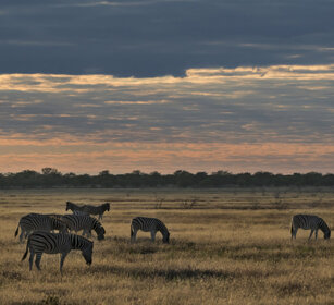 Zebre di Burchell (Equus quagga burchellii) Burchell's Zebras, Etosha NP