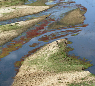 fiume Letaba, Letaba river PN Kruger, Kruger NP