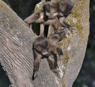 giovani Gelada, young Gelada Baboons Simien mountains