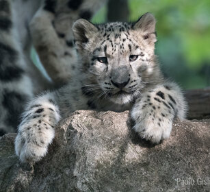 Leopardo delle nevi, Snow Leopard giovane, juvenile