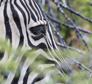 Zebra di Burchell (Equus quagga burchellii) Burchell's Zebra, Etosha NP