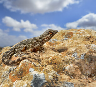 Geco delle Canarie (Tarentola angustimentalis) East Canary Gecko, Fuerteventura