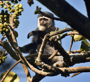 giovane Guereza bianco e nero (Colobus guereza) juvenile Abyssinian Black-and-white Colobus monkey, lago Awasa, lake Awasa