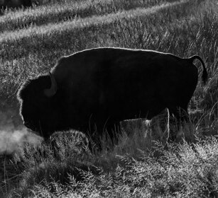 Bisonte americano, American Buffalo, Yellowstone
