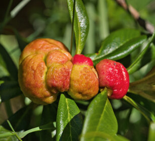 galle su Rododendro, Rhododendron gall