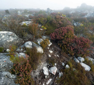 fioriture, flowering Città del Capo, Cape Town, Table Mountain