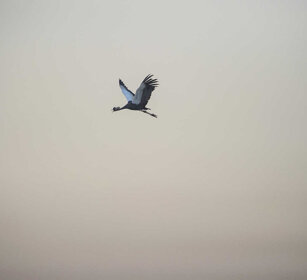 Gru coronata, Crested Crane lago Tana, lake Tana
