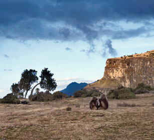 ambiente dei babbuini Gelada, Gelada environment montagne del Simien, Simien mountains