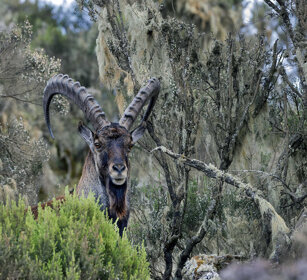 Stambecco abissino (Capra walie), Walie Ibex Simien mountains