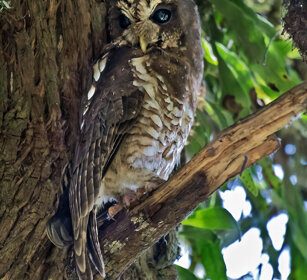 Gufo di Woodford (Strix woodfordii) African Wood Owl, Dinsho forest