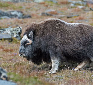 Bue muschiato (Ovibos moschatus), Muskox parco nazionale di Dovrefjell, Dovrefjell NP