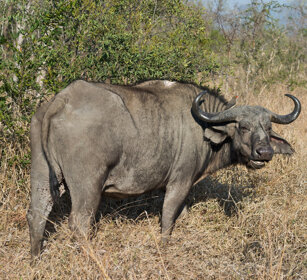 Bufalo africano (Syncerus caffer) African Buffalo, Kruger NP