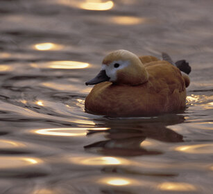 Casarca (Tadorna ferruginea), Ruddy Shelduck